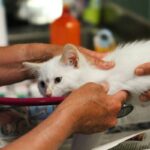 Allergic Reactions to Iron in Pets: What Every Pet Parent Needs to Know