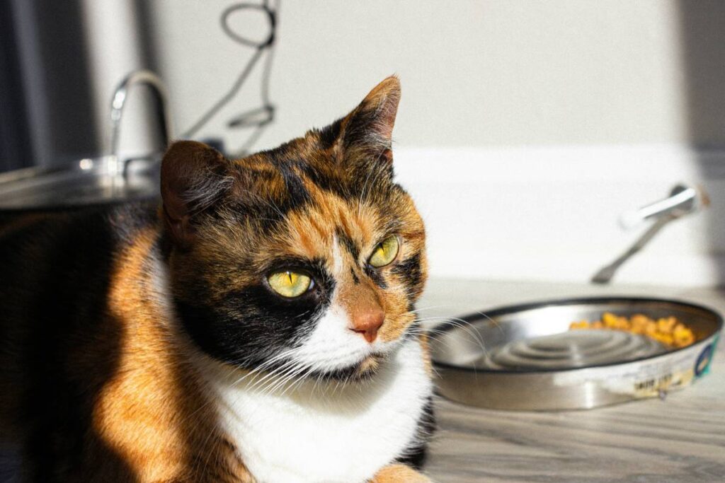 Can Iron Supplements Help With Your Pet’s Gastrointestinal Issues? What Vets Wish You Knew