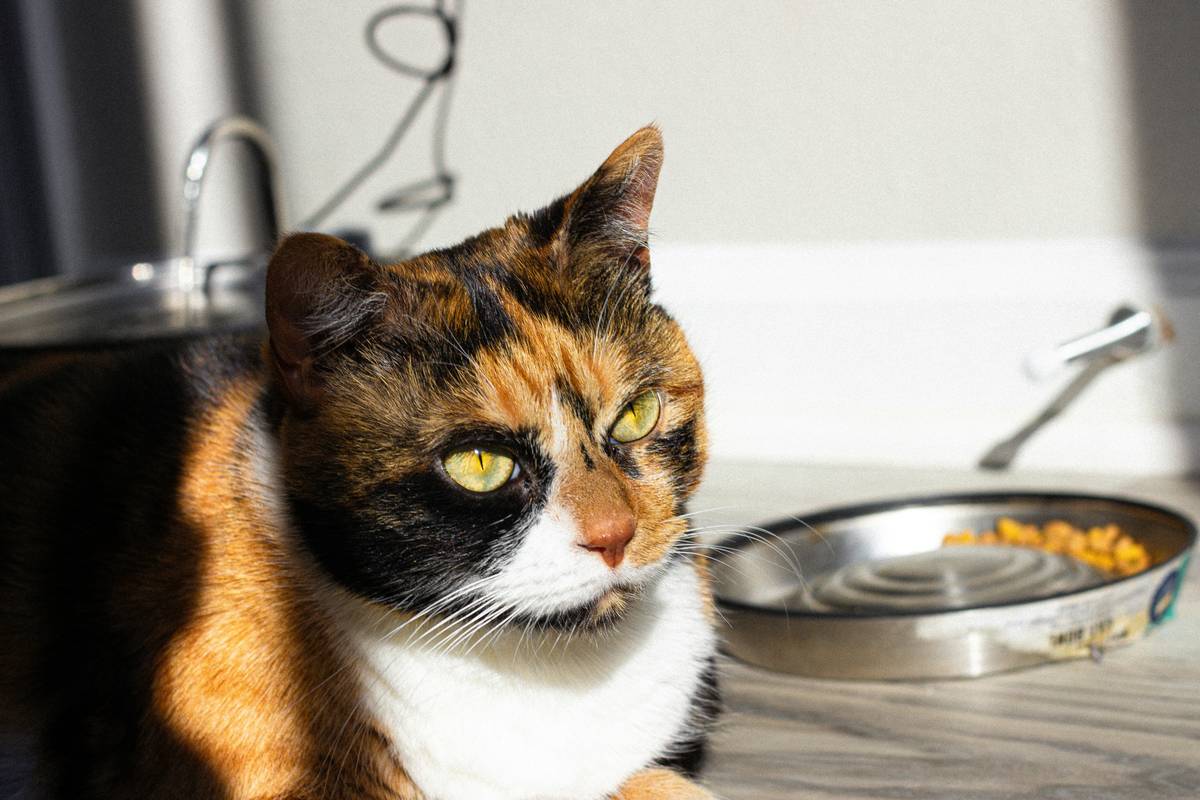 Can Iron Supplements Help With Your Pet’s Gastrointestinal Issues? What Vets Wish You Knew