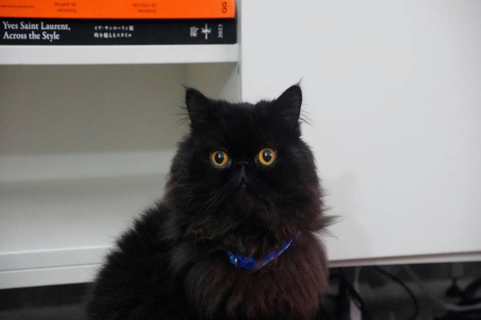 Happy dog and cat playing outdoors with vibrant energy from iron supplements