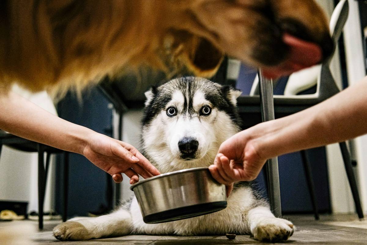 Iron Deficiency Prevention in Pets: Why It Matters & How to Get It Right
