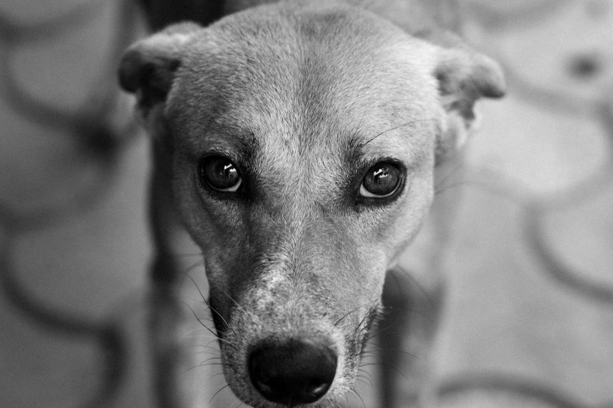Iron Supplementation for Anemic Pets: A Vet-Backed Guide to Safely Replenishing Red Blood Cells