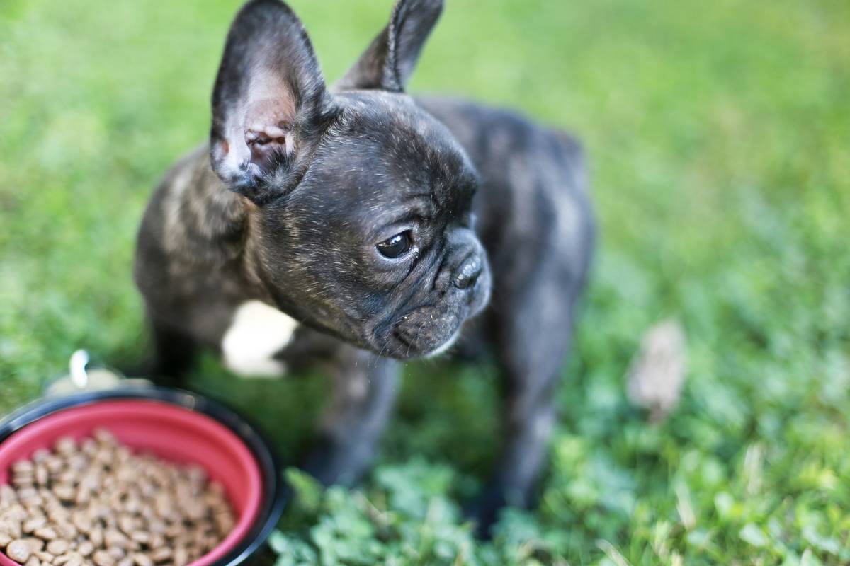 Supplement Timing Strategies: When to Give Your Pet Iron Supplements for Maximum Absorption