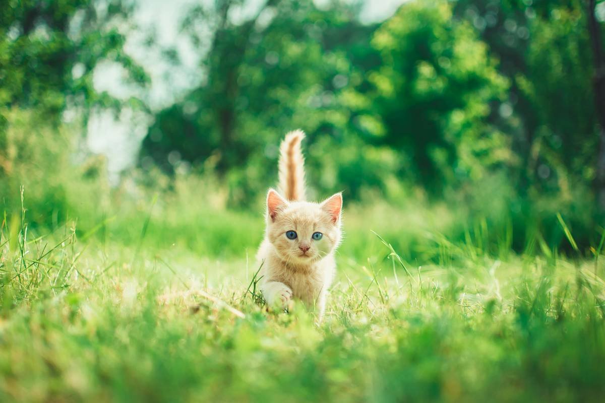 Bar chart comparing causes of feline anemia: Iron deficiency (5%), Chronic kidney disease (40%), Inflammatory disease (25%), Hemolysis (20%), Other (10%)