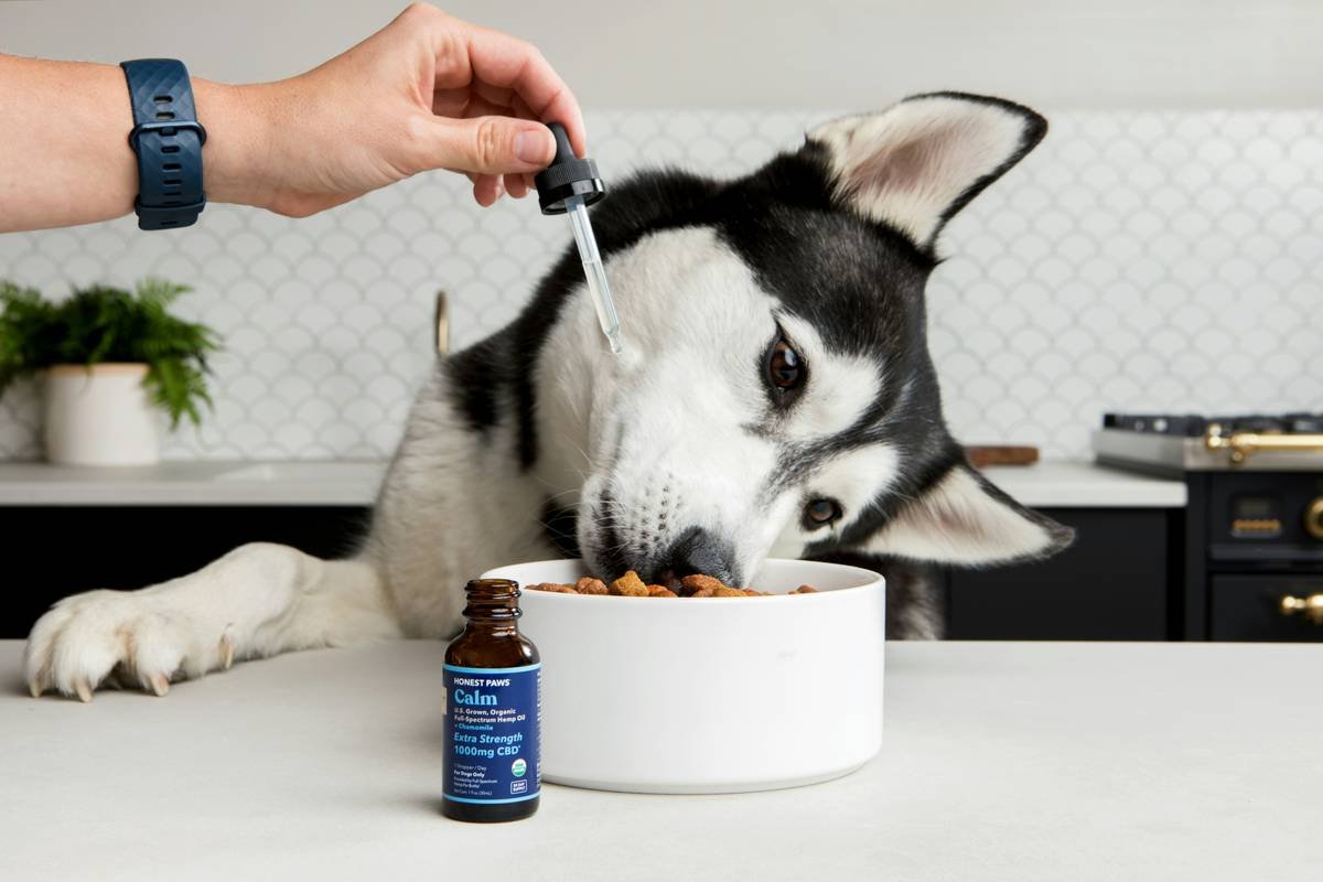 Chart showing safe vs toxic iron dosage ranges for dogs and cats, with symptoms of overdose
