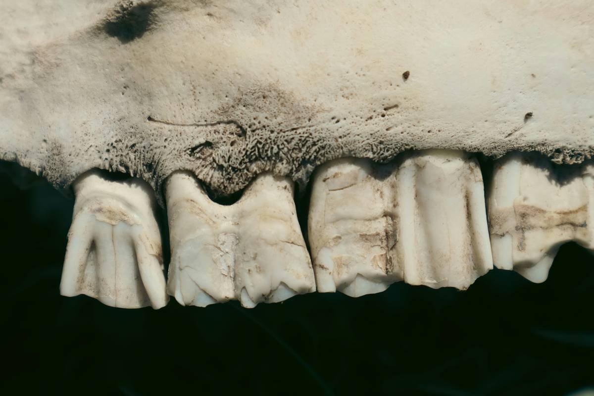 Diagram showing iron oxidation on pet tooth enamel causing brown-black discoloration near gumline