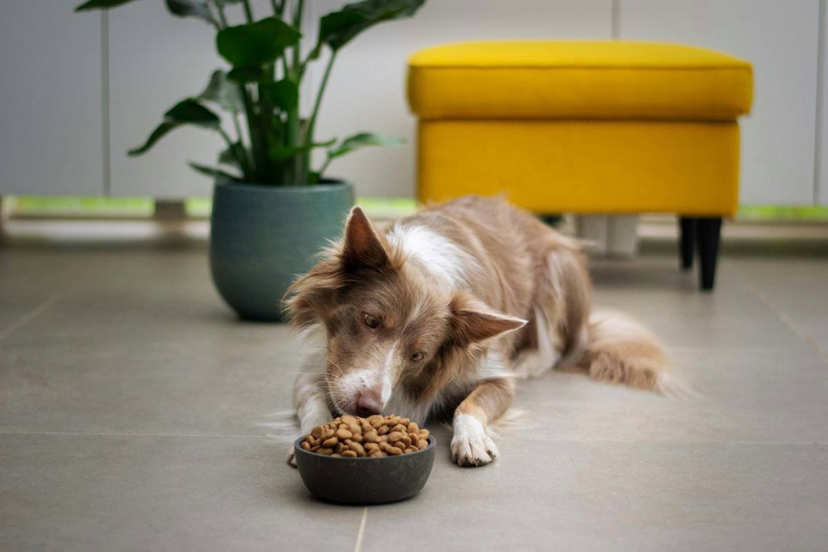 Diarrhea Management in Pets: Why Iron Supplements Aren’t the Fix (And What Actually Works)