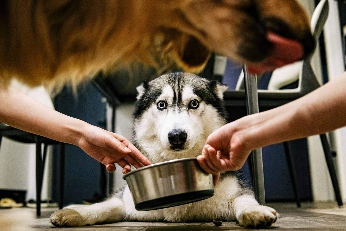 Dosage Guideline Iron How to Increase: A Vet-Approved Guide for Pet Parents