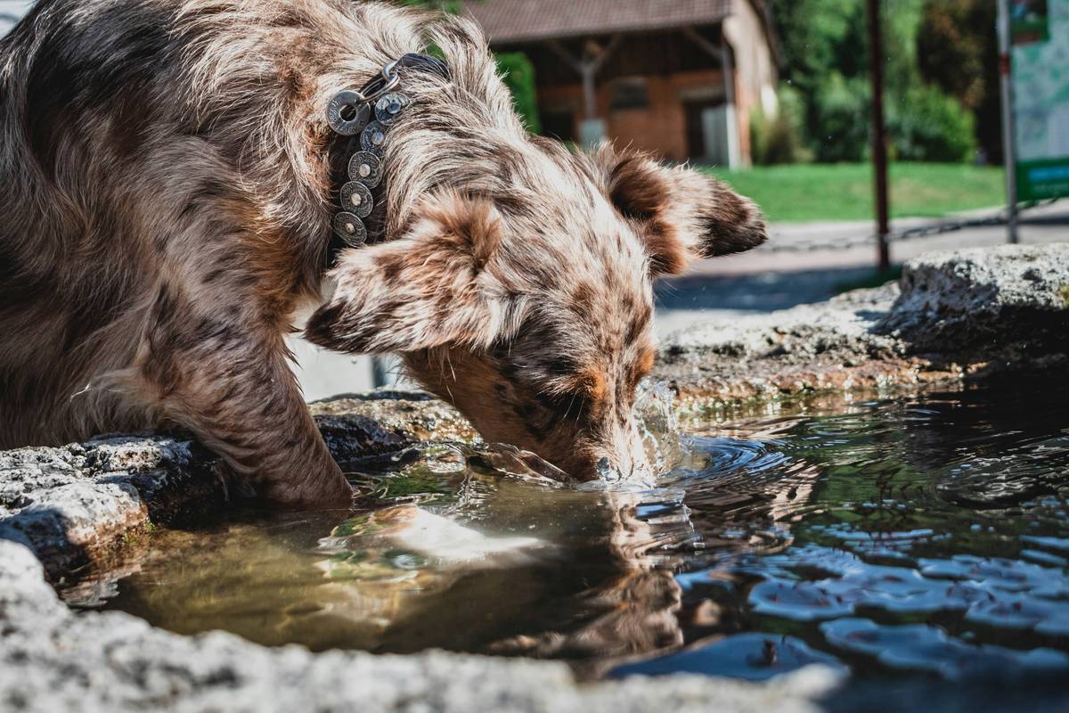 Infographic showing four main causes of pet constipation: dehydration, low fiber diet, lack of exercise, and underlying medical conditions—with red 'X' over iron supplements