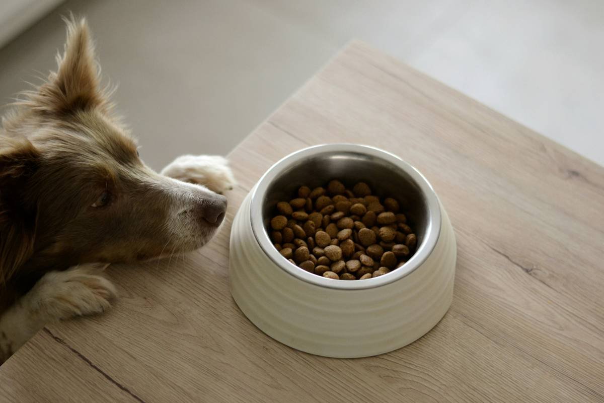 Infographic showing signs of iron deficiency in pets: pale gums, lethargy, rapid breathing, and pica behavior