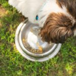 Iron-Rich Food Pairing for Pets: What Works, What Doesn’t, and Why Your Dog Might Still Be Anemic