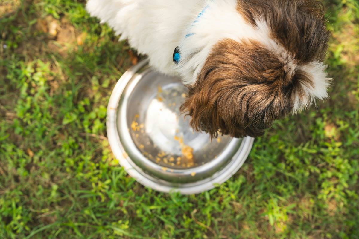 Iron-Rich Food Pairing for Pets: What Works, What Doesn’t, and Why Your Dog Might Still Be Anemic