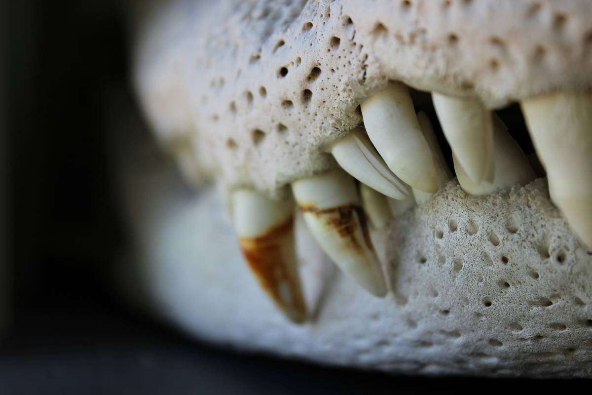 Iron Staining on Teeth: Why Your Pet’s Smile Looks Rusty (And How to Fix It Safely)