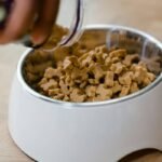 Iron Supplements for Anemic Dog: What Vets Wish You Knew (Before You Buy)