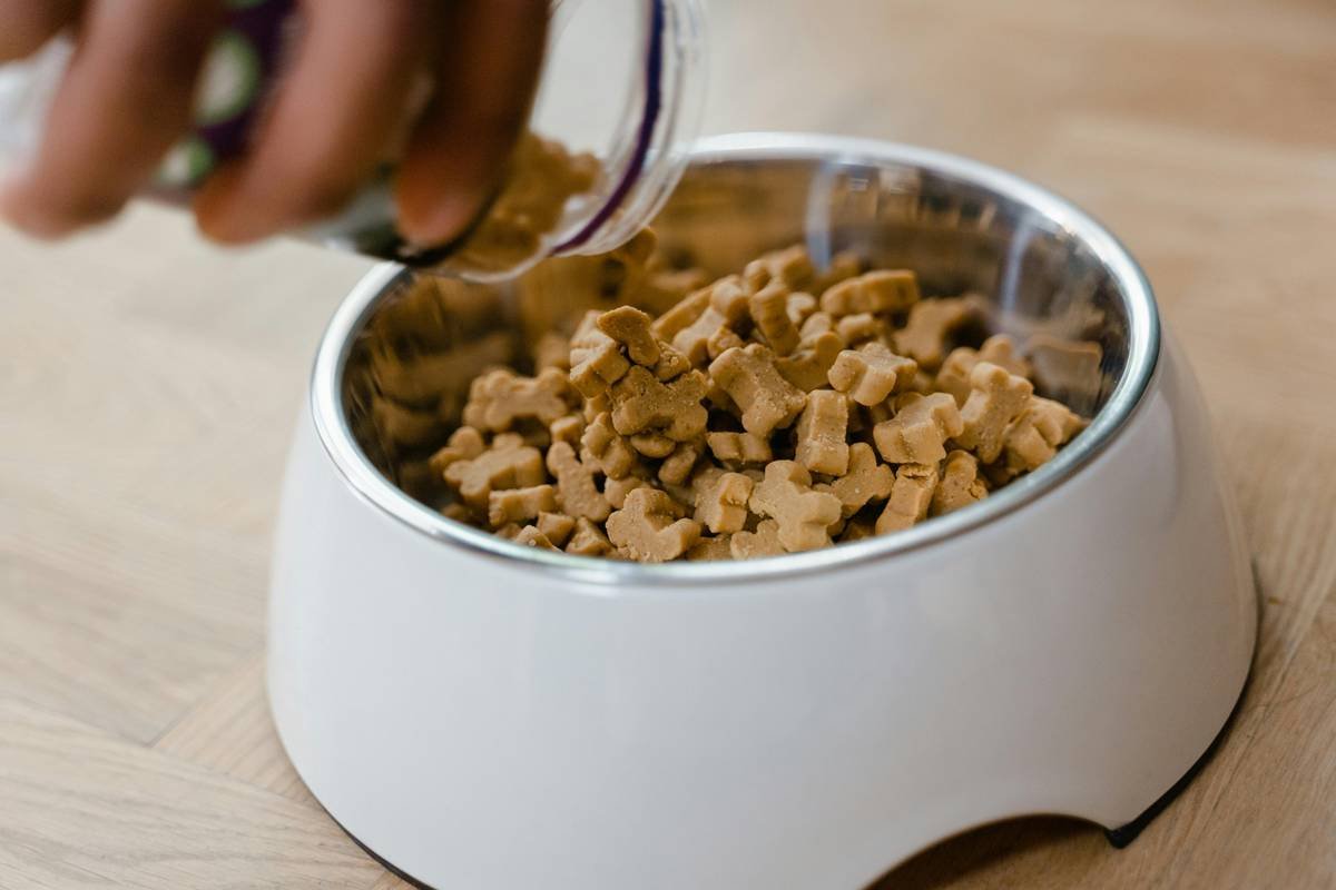 Iron Supplements for Anemic Dog: What Vets Wish You Knew (Before You Buy)