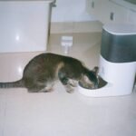Iron Supplements for Cats: When, Why, and How to Use Them Safely