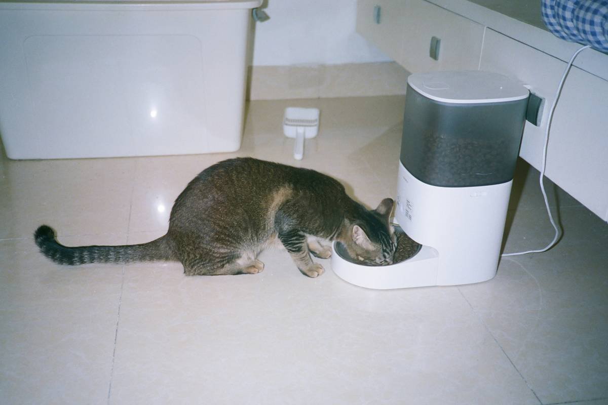 Iron Supplements for Cats: When, Why, and How to Use Them Safely