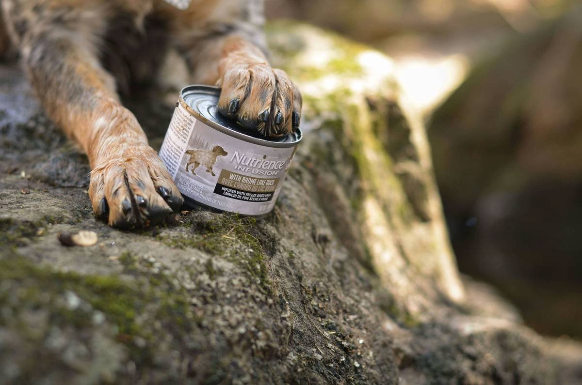 Iron Supplements for Dogs Anemia: What Every Pet Parent Needs to Know