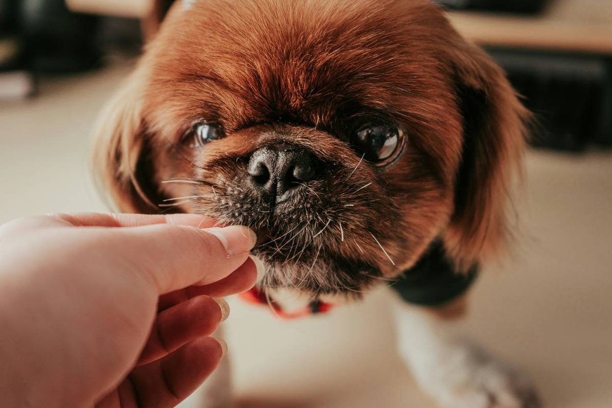 Is Your Pet Anemic? Why an Animal Based Iron Supplement Might Be the Lifesaver They Need