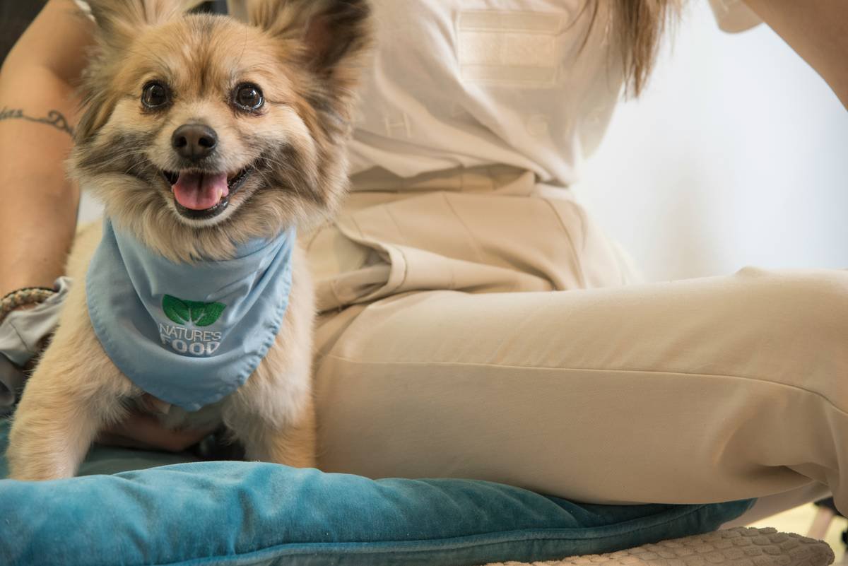 Why Veterinary Dosage Consultations Are Non-Negotiable for Iron Supplements in Pets