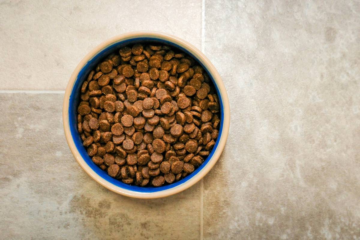 Why Your Pet’s Iron Levels Matter in Balanced Diet Plans
