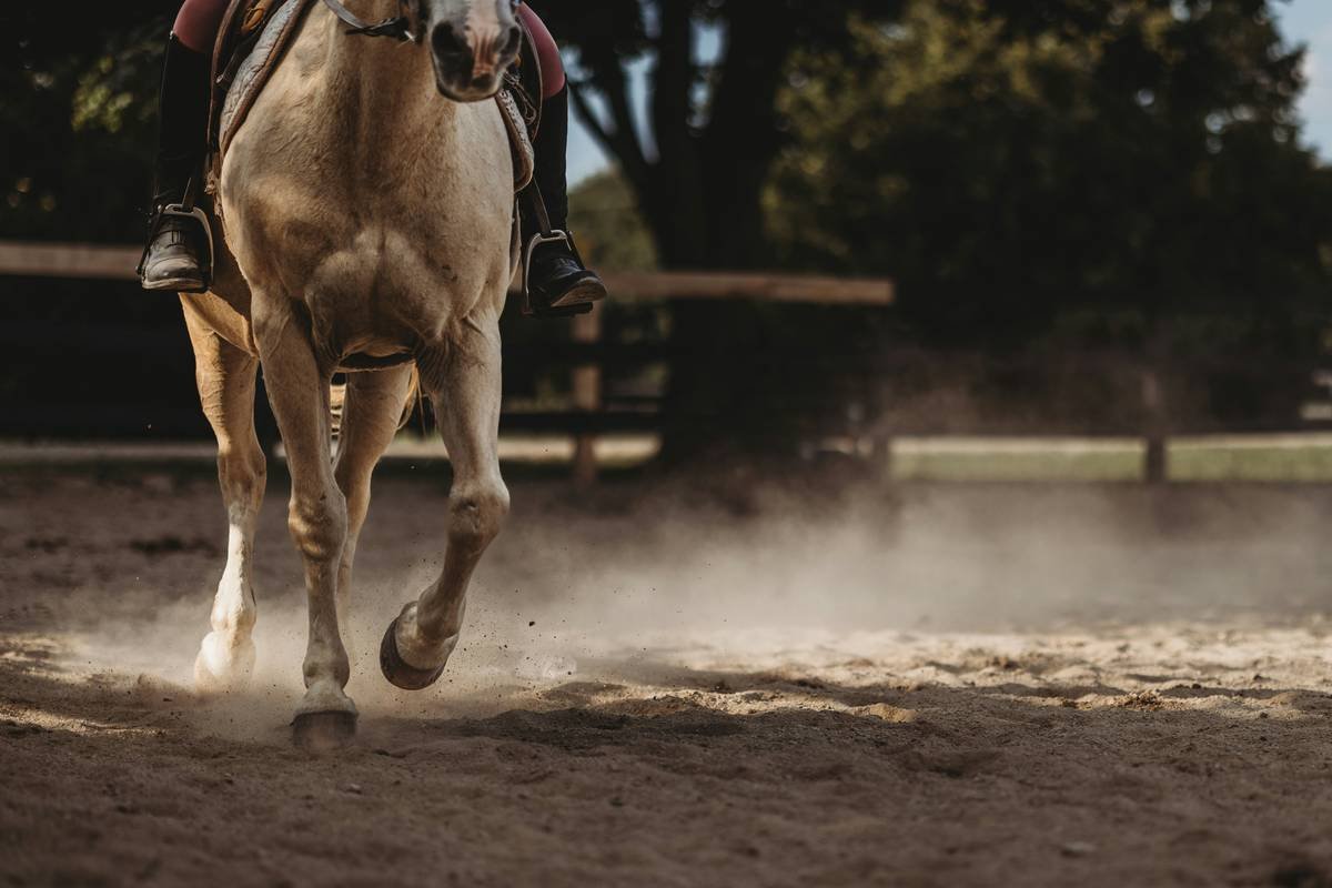 Bar chart comparing ideal vs. excessive iron levels in horses and their impact on copper, zinc, and selenium absorption