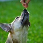 Can Dogs Take Iron Supplements? What Every Pet Parent Needs to Know Before You Hit “Buy”