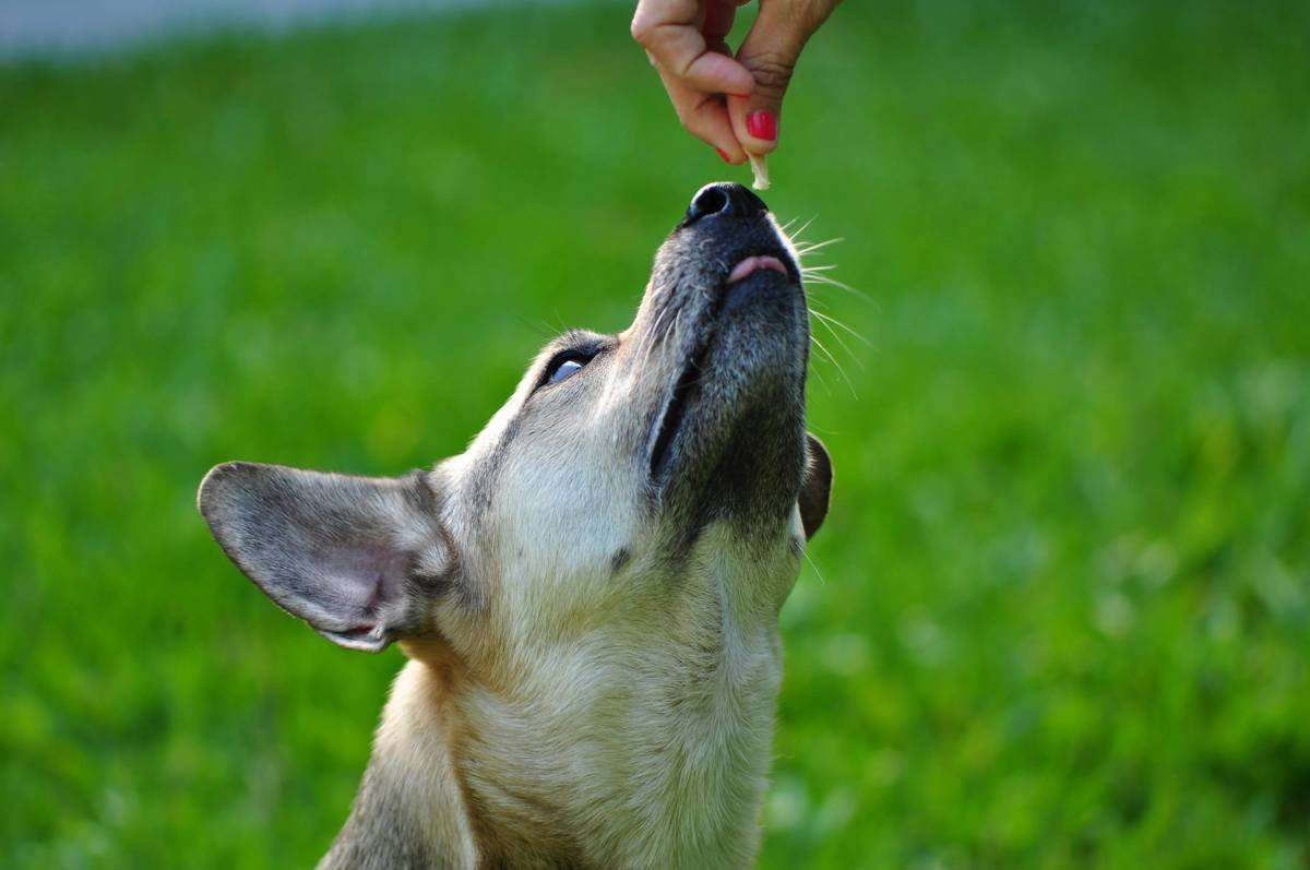 Can Dogs Take Iron Supplements? What Every Pet Parent Needs to Know Before You Hit “Buy”