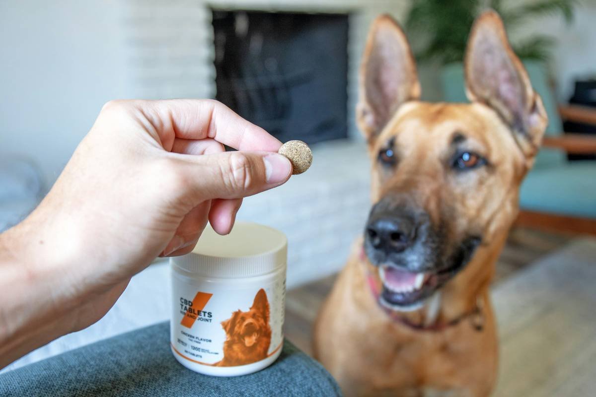 Can You Give Dogs Iron Supplements? What Every Pet Parent Needs to Know
