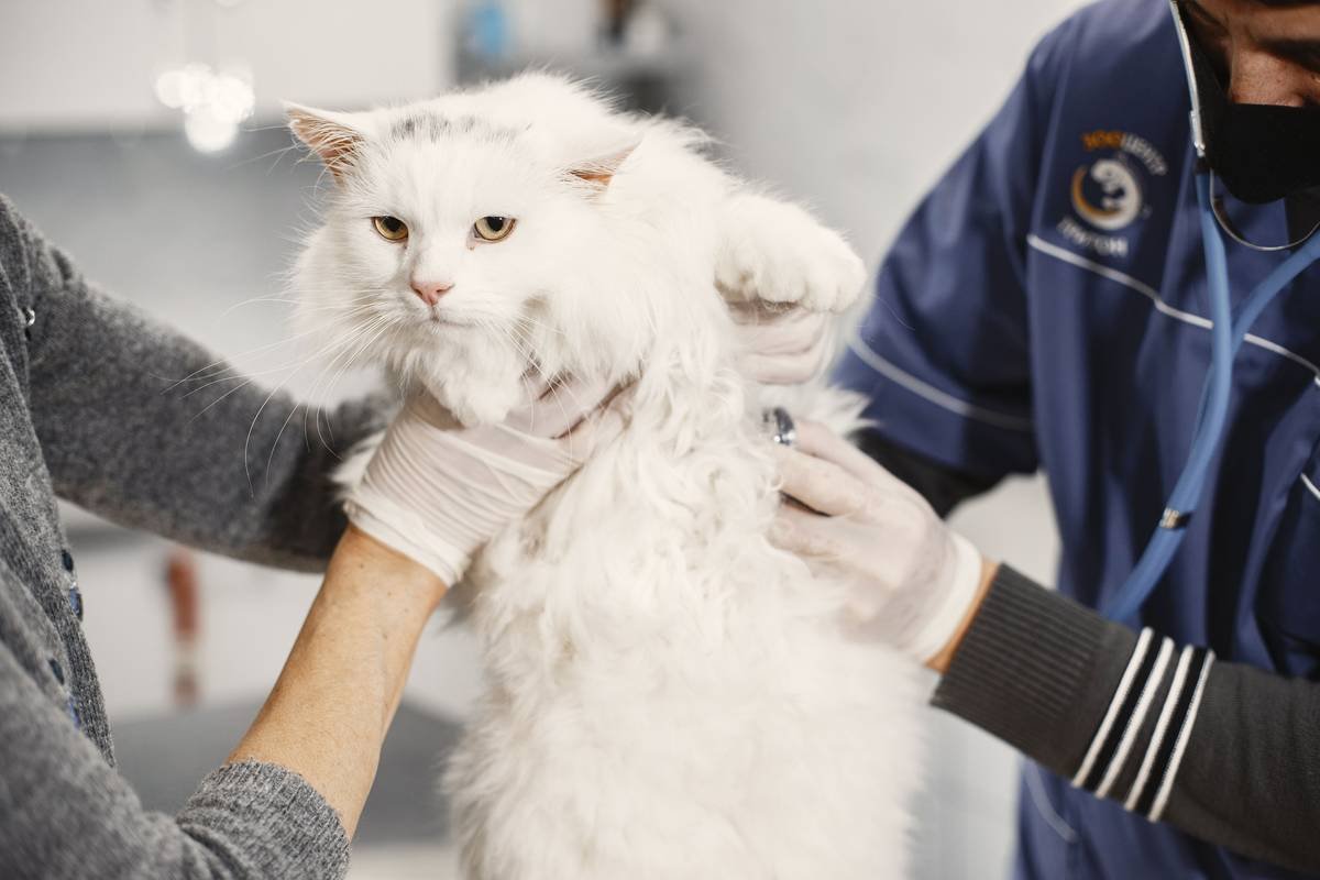 Chart comparing symptoms of iron deficiency vs. iron toxicity in dogs and cats, with veterinary lab reference ranges