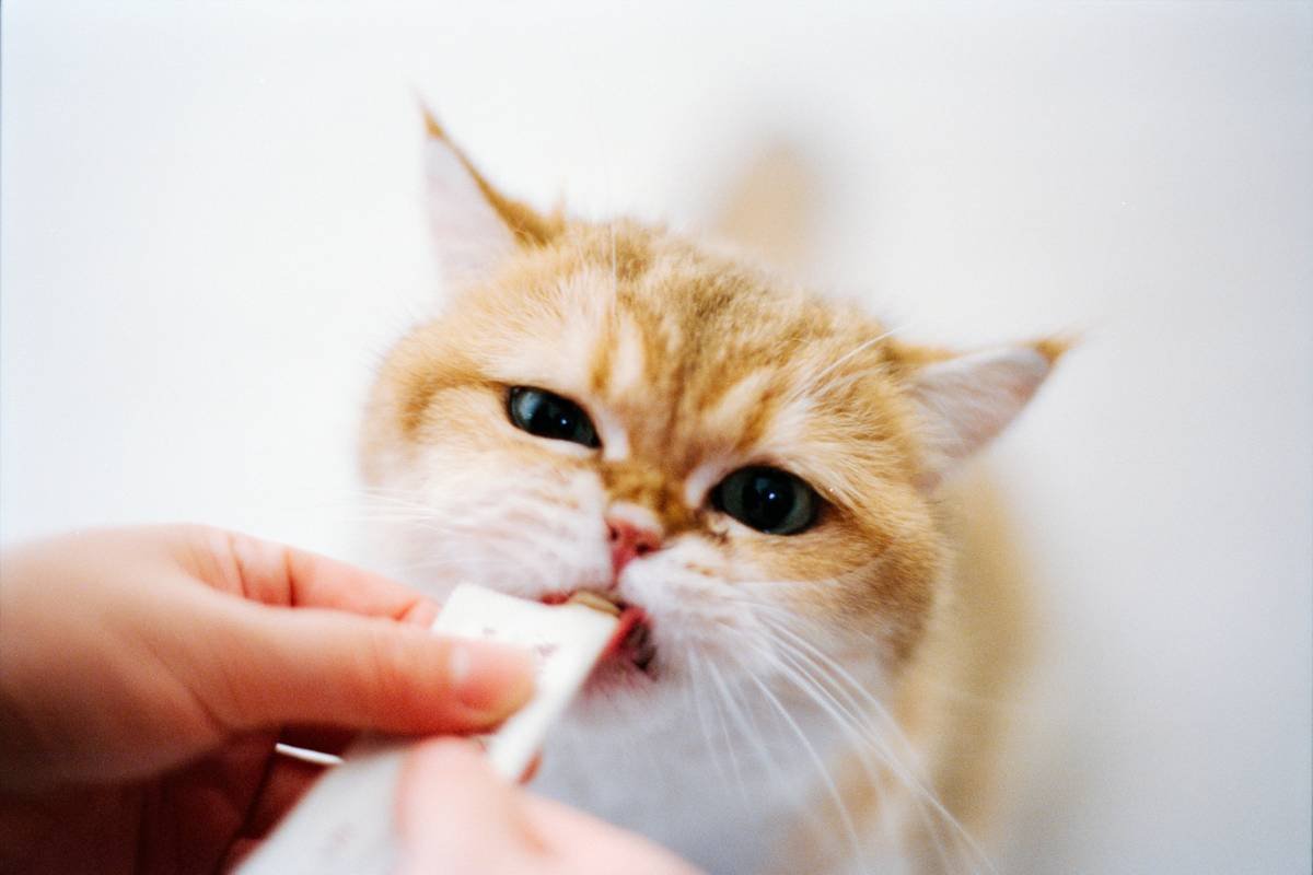 Close-up of healthy pink cat gums vs pale anemic gums side by side