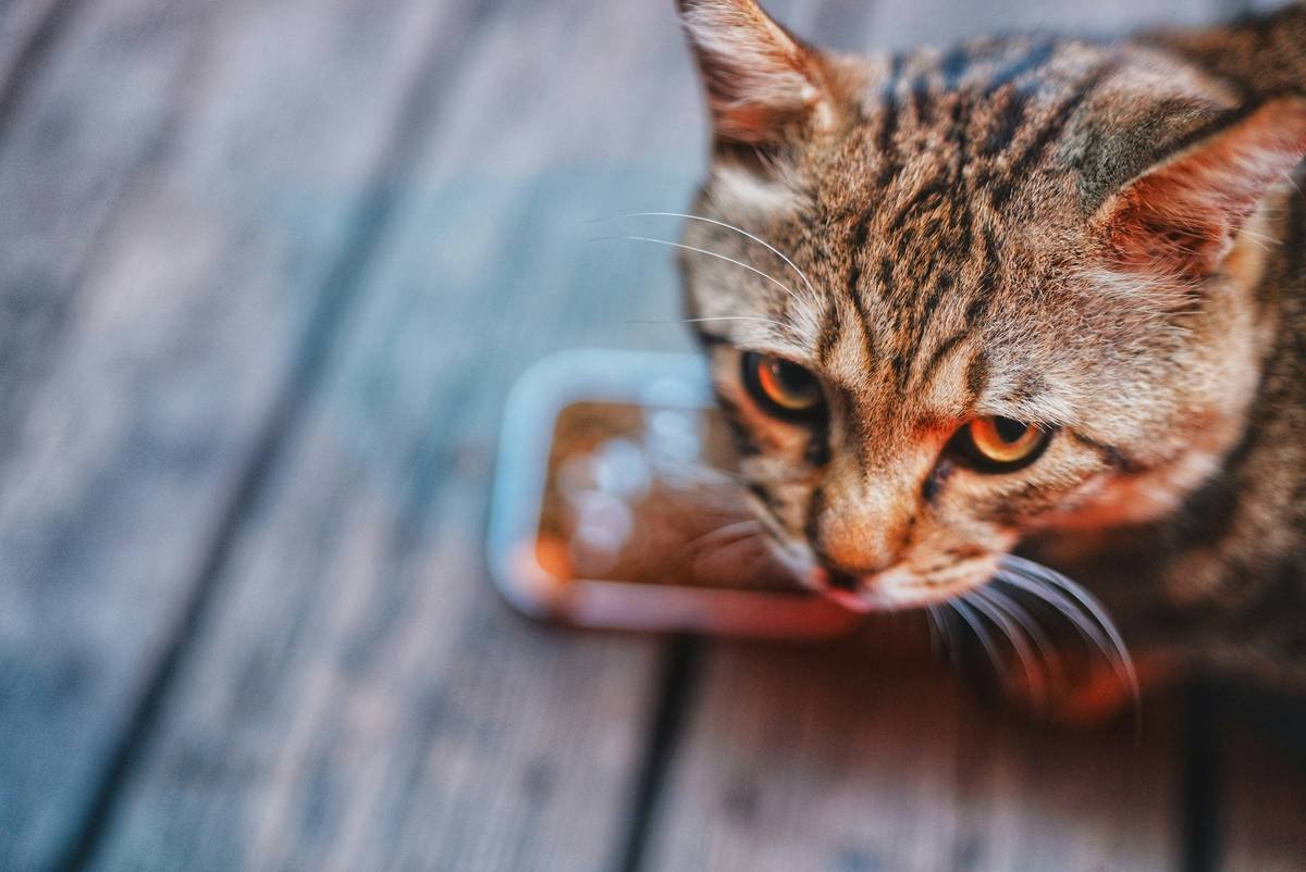 Do Your Dog Vitamins with Iron Actually Help? A Vet-Backed Guide to Preventing Canine Anemia