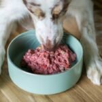 Iron B Complex for Dogs Dosage: What Every Pet Parent Must Know Before Supplementing