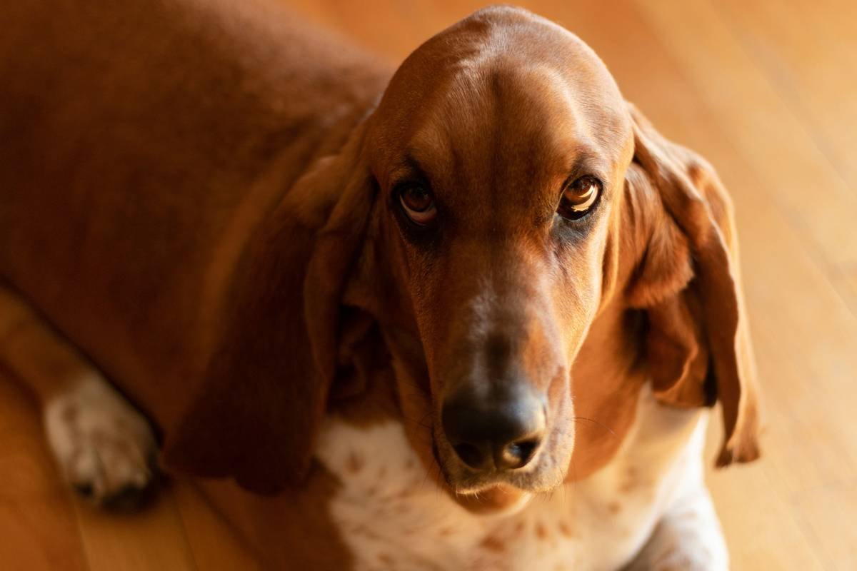 Iron Poisoning Symptoms in Dogs: What Every Pet Parent Must Know Before It’s Too Late