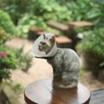 Iron Supplement Adverse Effects in Pets: What Every Pet Parent Needs to Know Before Dosing
