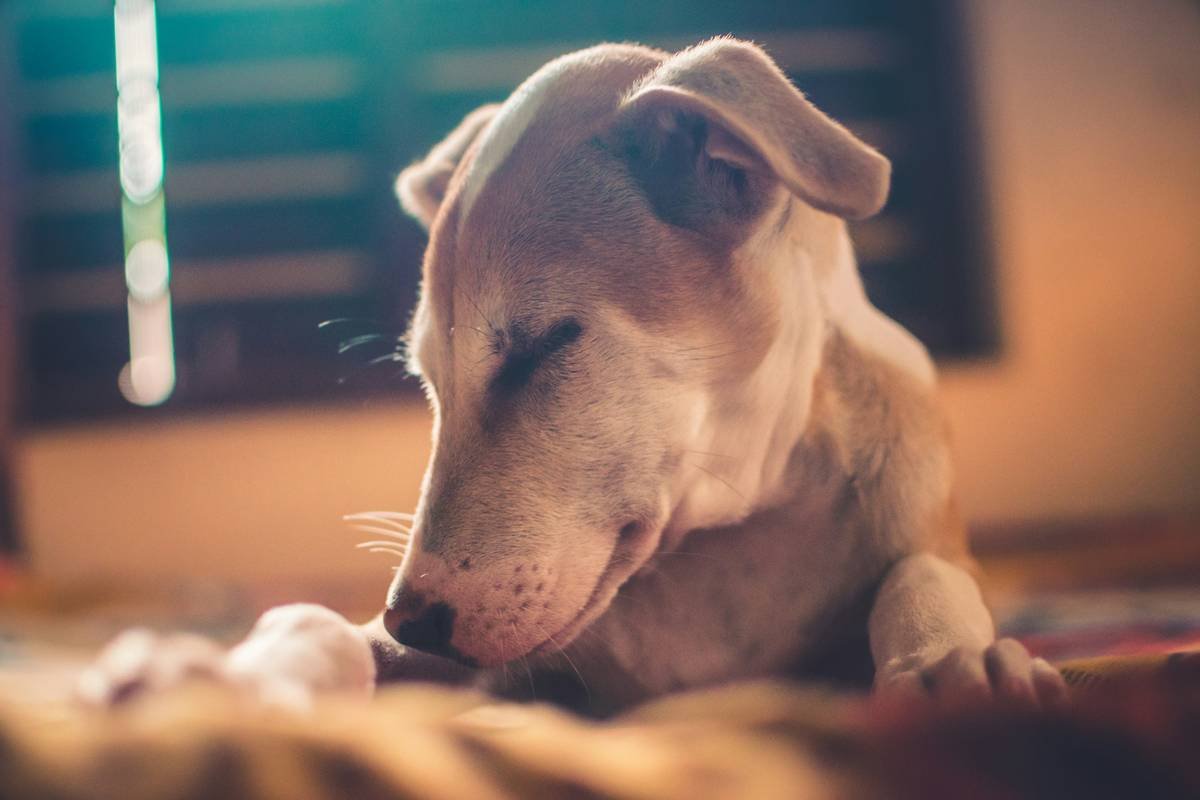 Iron Supplement Side Effects in Pets: What Every Pet Parent Needs to Know Before Dosing