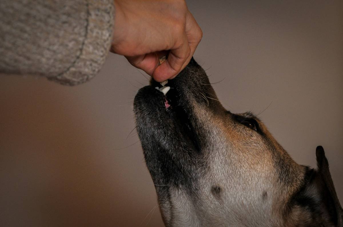 Iron Tablets for Dogs: What Every Pet Parent Needs to Know Before Supplementing