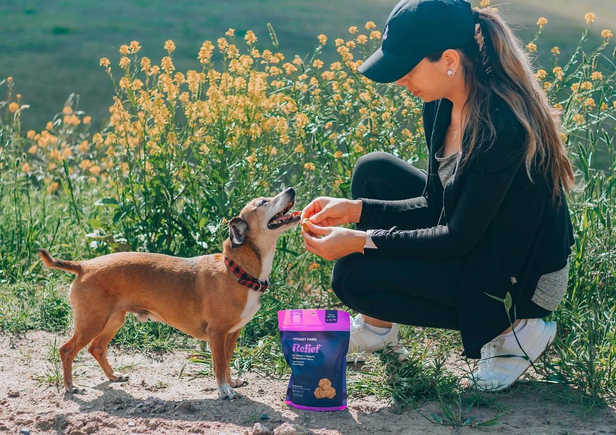Iron Vitamins for Dogs: The Vet-Approved Guide to Spotting Deficiency, Choosing Supplements & Avoiding Dangerous Mistakes