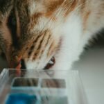 Is Your Cat Lethargic? Why a Liquid Iron Supplement for Cats Might Be the Missing Piece