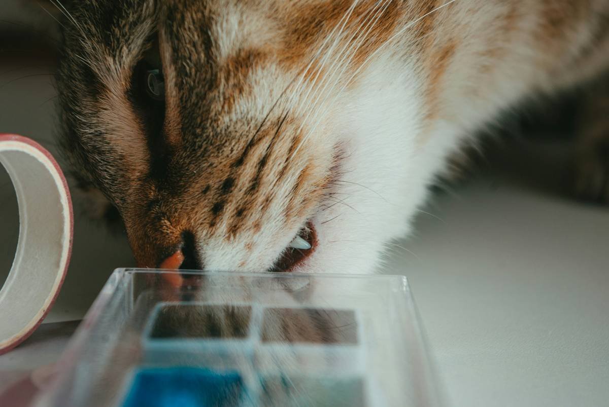 Is Your Cat Lethargic? Why a Liquid Iron Supplement for Cats Might Be the Missing Piece
