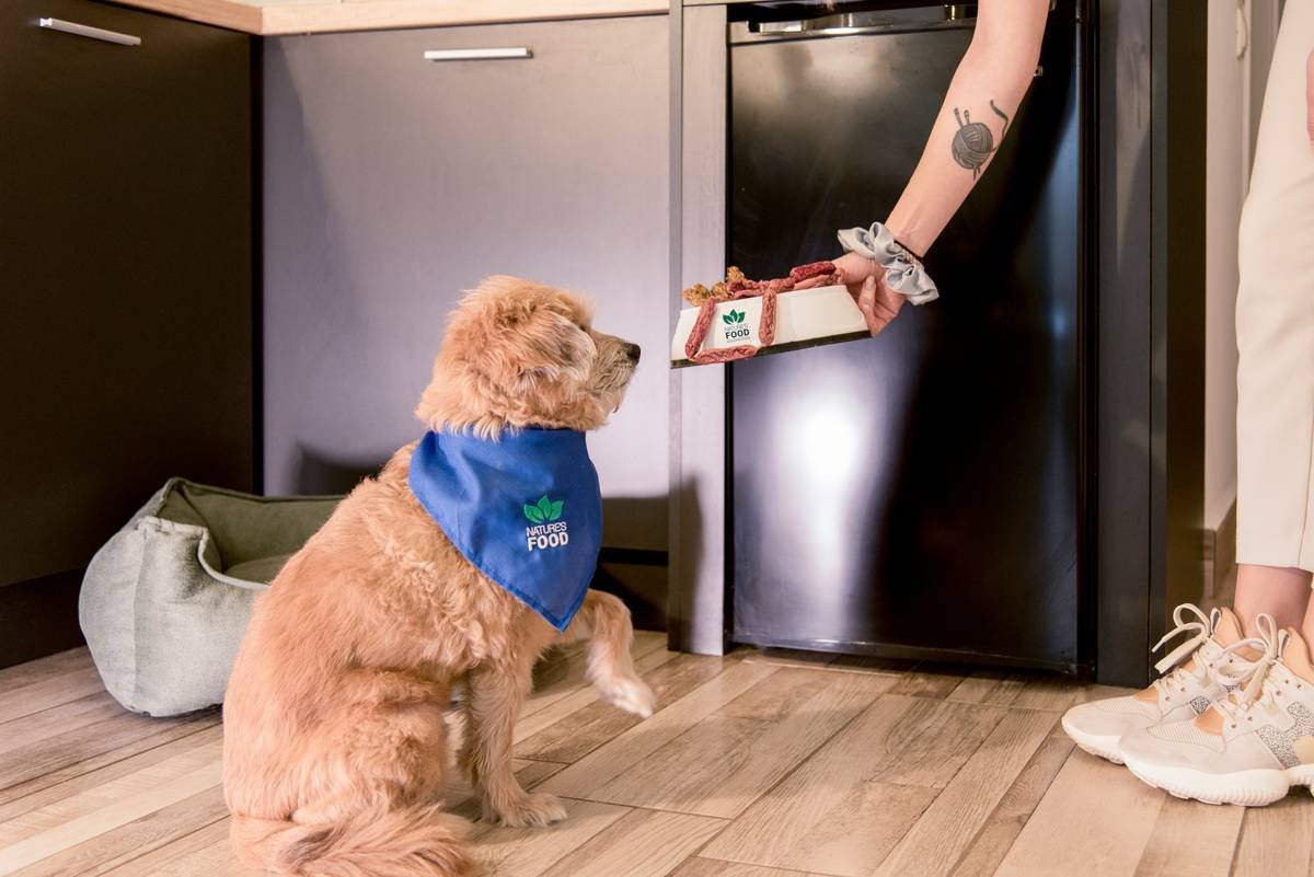 Is Your Pet Anemic? Why a Vitamin C Iron Supplement Might Be the Missing Piece