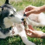 Side Effect Iron Dog Supplement Ultra: What Every Pet Parent Needs to Know (Before It’s Too Late)