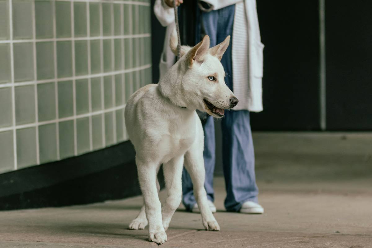 Side Effect Iron Is It Safe? What Every Pet Parent Must Know Before Giving Supplements