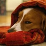 Side Effects from Taking Iron Supplement in Pets: What Every Pet Owner Must Know