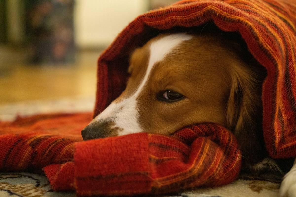 Side Effects from Taking Iron Supplement in Pets: What Every Pet Owner Must Know