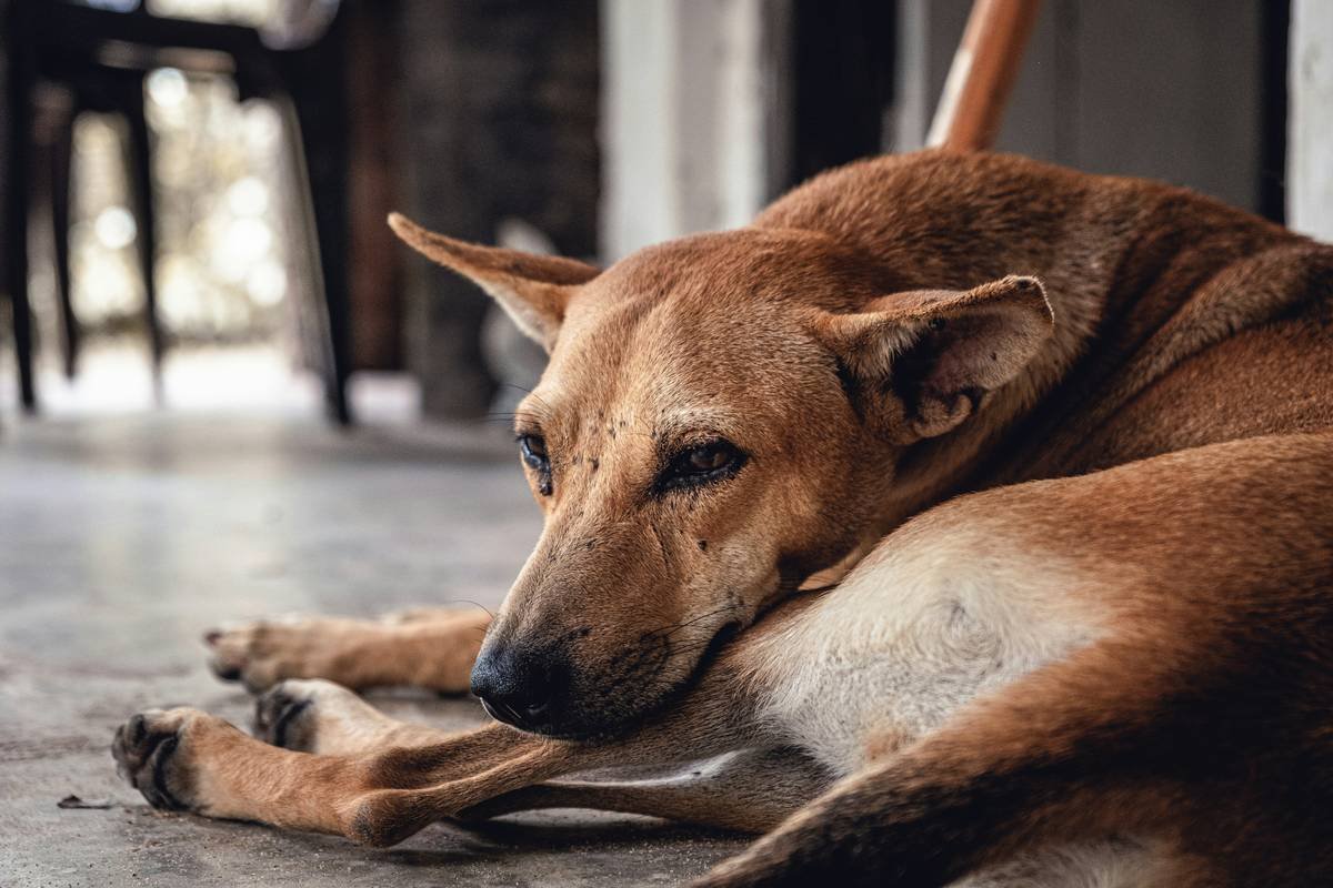 Side Effects of Taking Iron Supplements: What Every Pet Parent Needs to Know