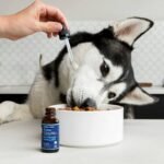 Supplements for Iron Deficiency in Pets: What Works, What Doesn’t, and When to Worry
