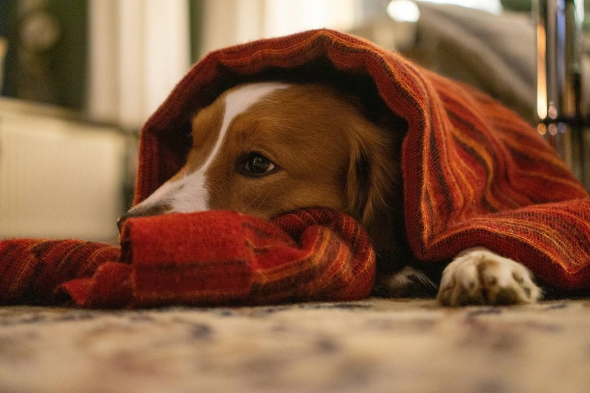 Timeline infographic showing four stages of iron poisoning in dogs: Stage 1 (0-6 hrs): vomiting, diarrhea, lethargy; Stage 2 (6-24 hrs): apparent recovery; Stage 3 (12-96 hrs): shock, liver failure; Stage 4 (weeks later): GI obstruction from scarring