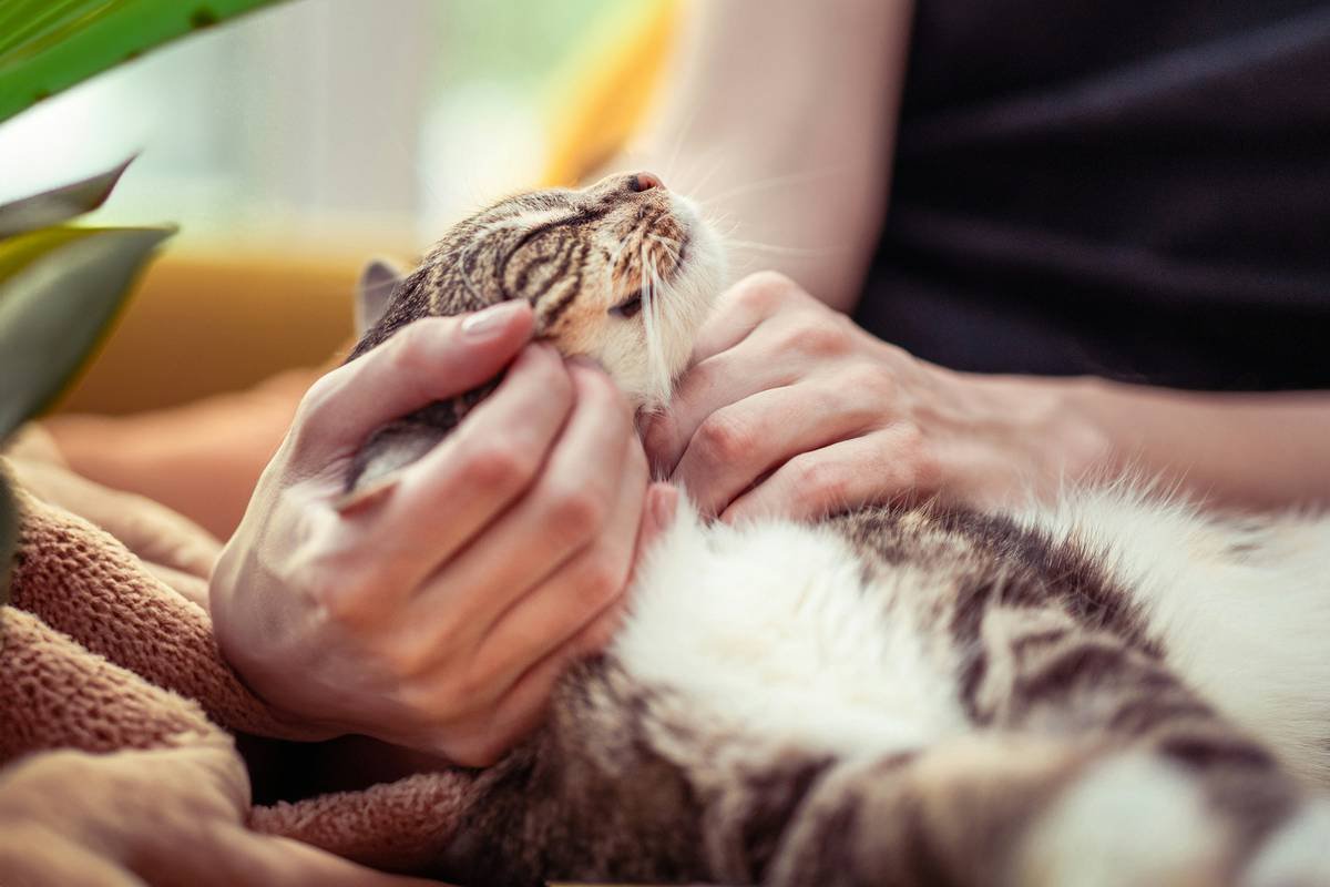 What You MUST Know About the Side Effect Iron Liquid Cat 34480—Before It’s Too Late