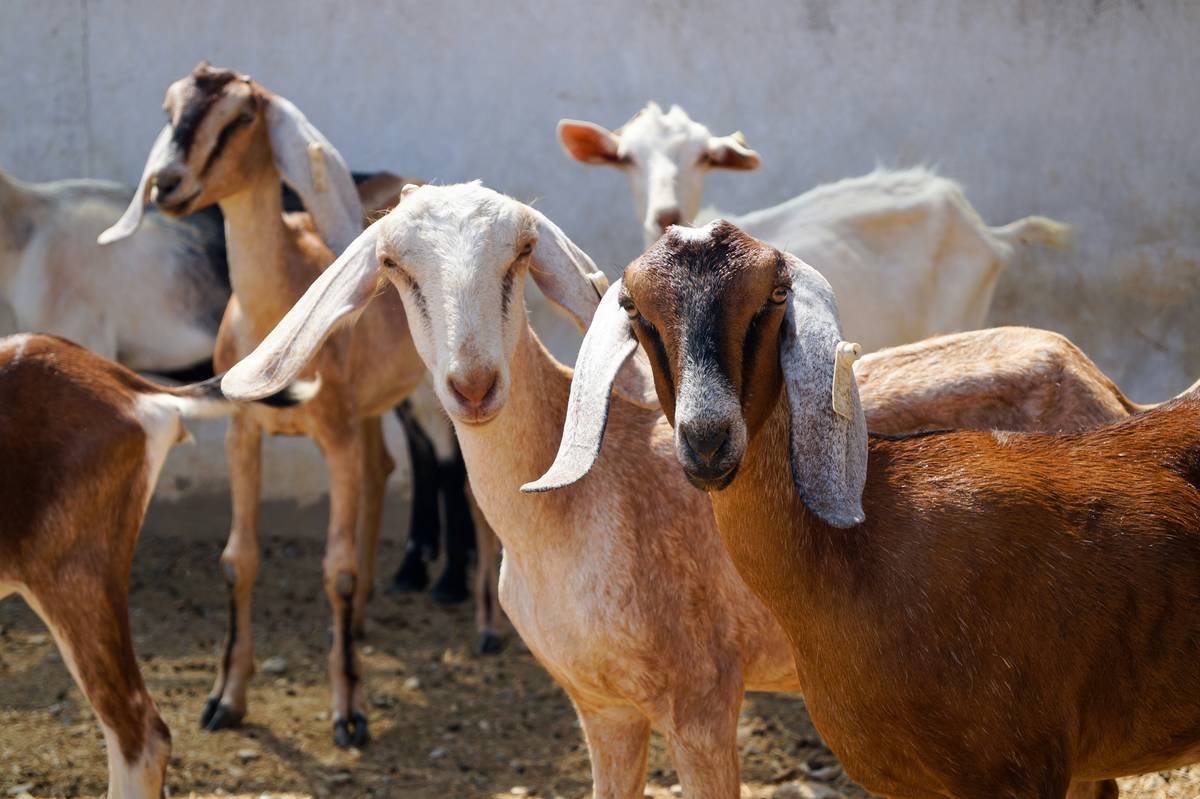 Close-up of a goat's lower eyelid showing FAMACHA color chart comparison for anemia detection